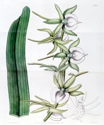 Angraecum eburneum